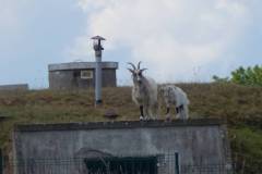 DSCN3052